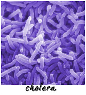 cholera atau taun