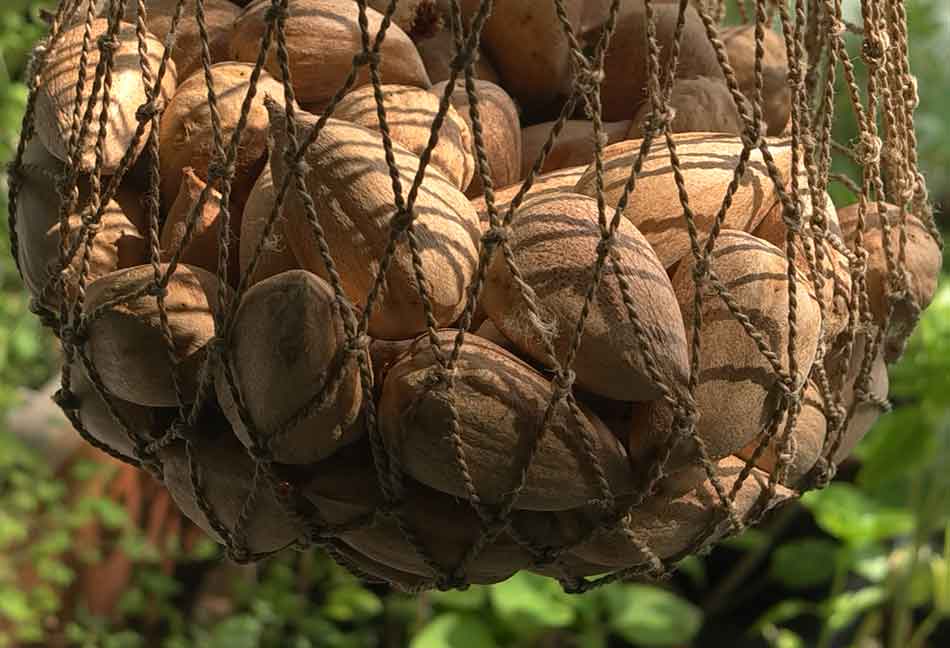 edible culture Bunya Pine Nuts How to Prepare for Cooking