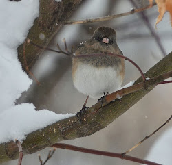 snow snowbird junco eyed dark bird head winter juncos female gives once she camera tiny