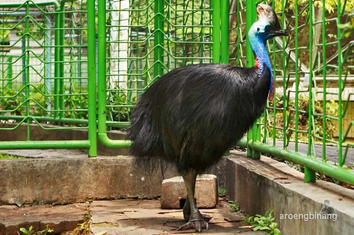 taman burung tmii jakarta