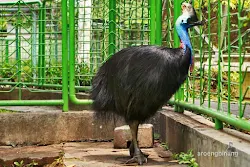 taman burung tmii jakarta
