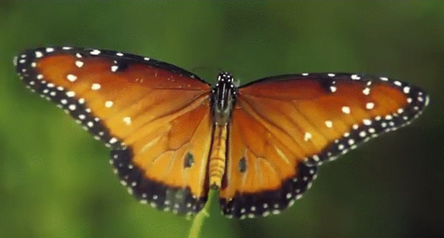 I Love Butterfly - Animal Poem