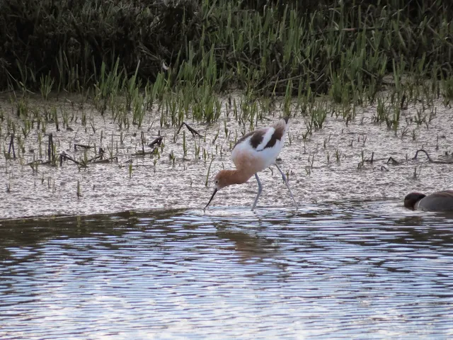 SF Bay Area Birds: American avocet at Palo Alto Baylands