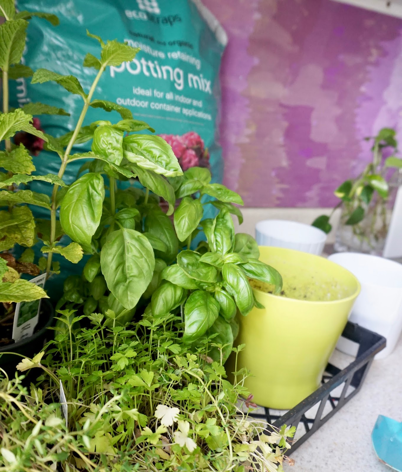 DIY Indoor Herb Garden + Watermelon Caprese Salad Recipe | TfDiaries By