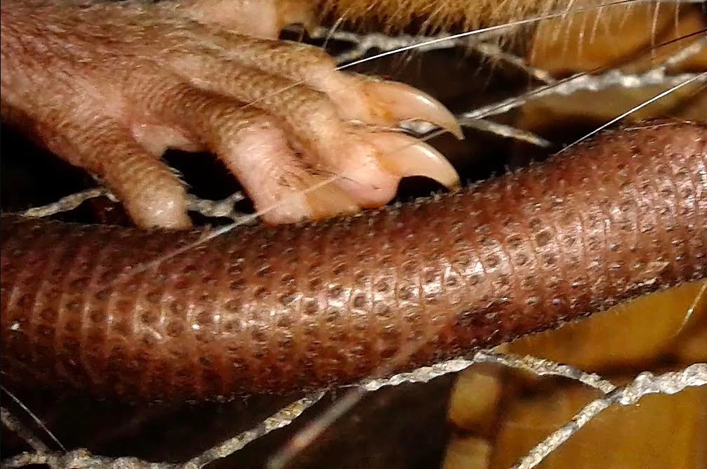 Species New to Science [Mammalogy • 2017] Uromys vika • A New Species