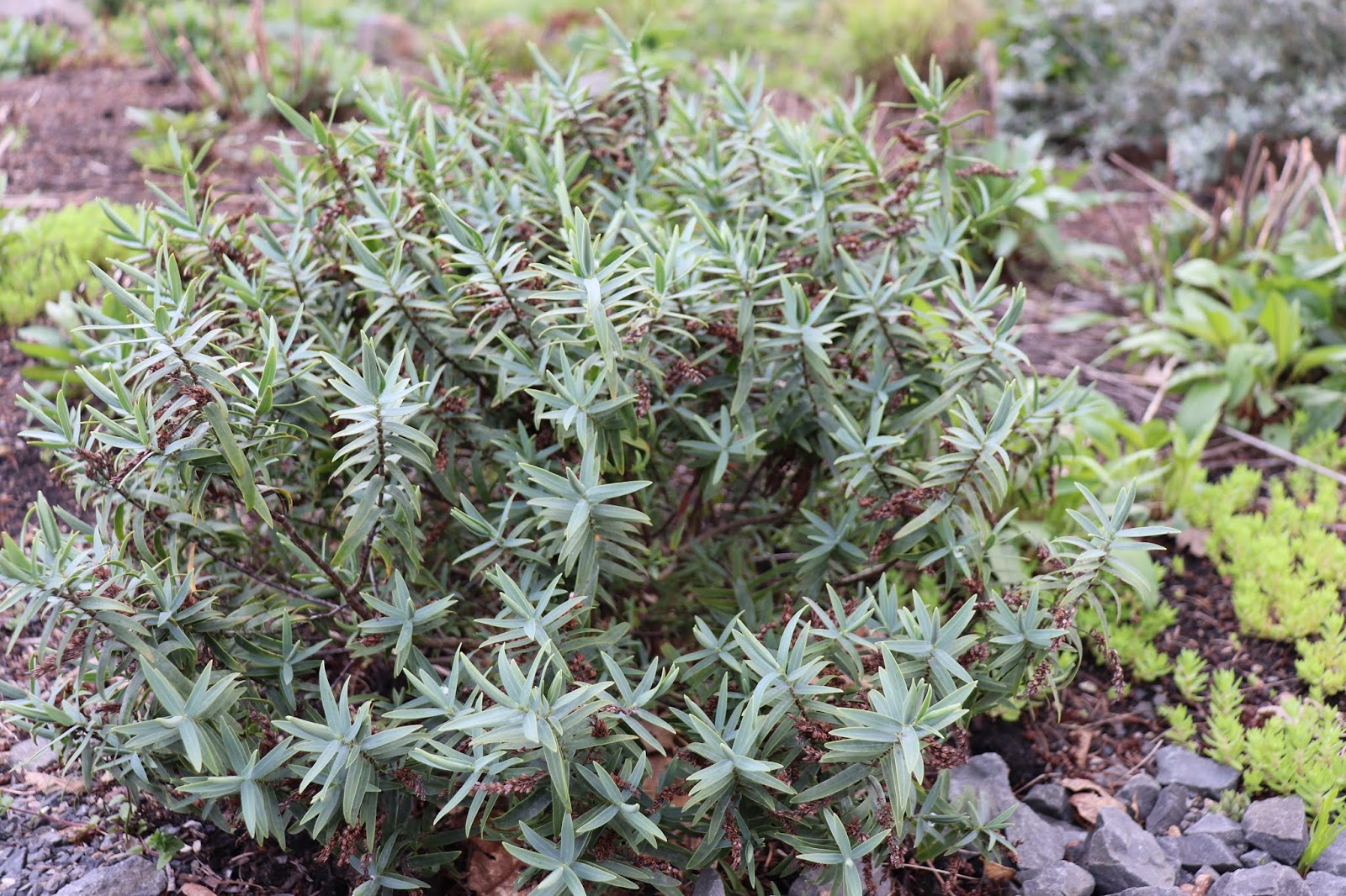 Large Boxwood Stock Photos Large Boxwood Stock Images Page 2