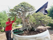 25+ Konsep Terkini Bonsai Pohon Loa