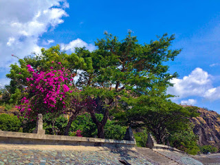 Plants And Flowers Of Pulaki Temple Beach Scenery