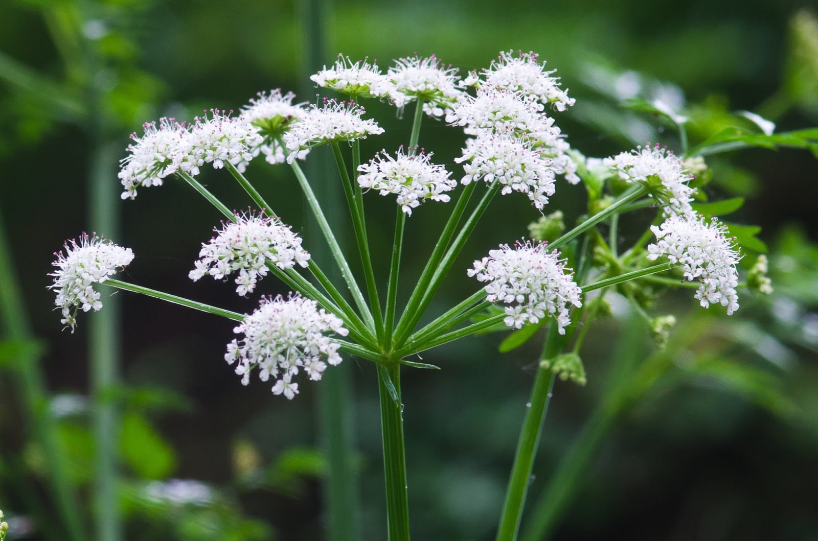 On the Bridge Cow Parsley or Hemlock?