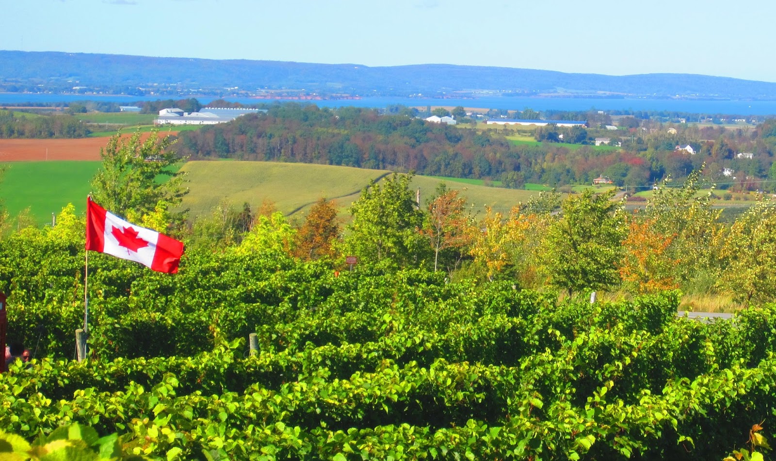 Looking Toward Portugal . . . . Nova Scotia Wines Discovering the