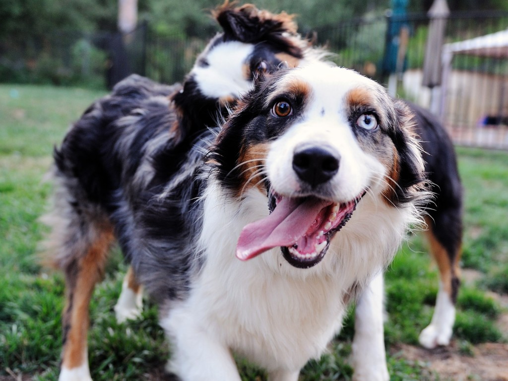 Australian Shepherd Dog Breed Information and Pictures Amazing