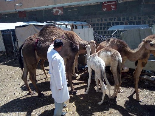 معلومات عن الابل والتعامل معها وعلاج بعض امراضها
