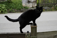 Panzer the cat