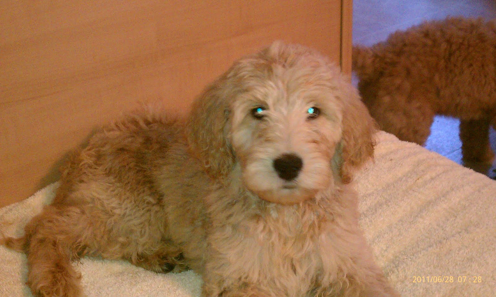 Kentucky Goldendoodles