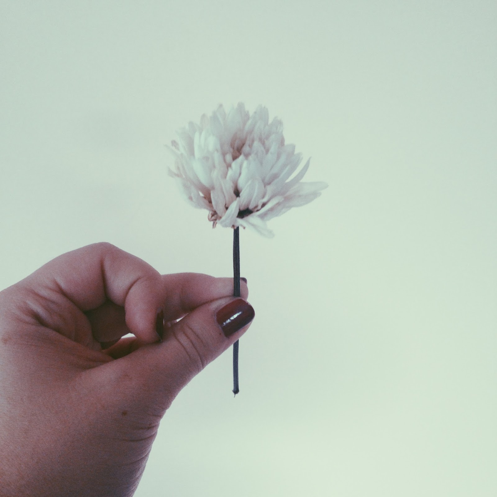 8. Daisies of the galaxy lavanda, mel e limão