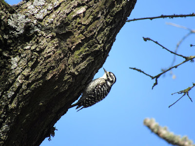 Cosumnes River Preserve Birding in Sacramento County