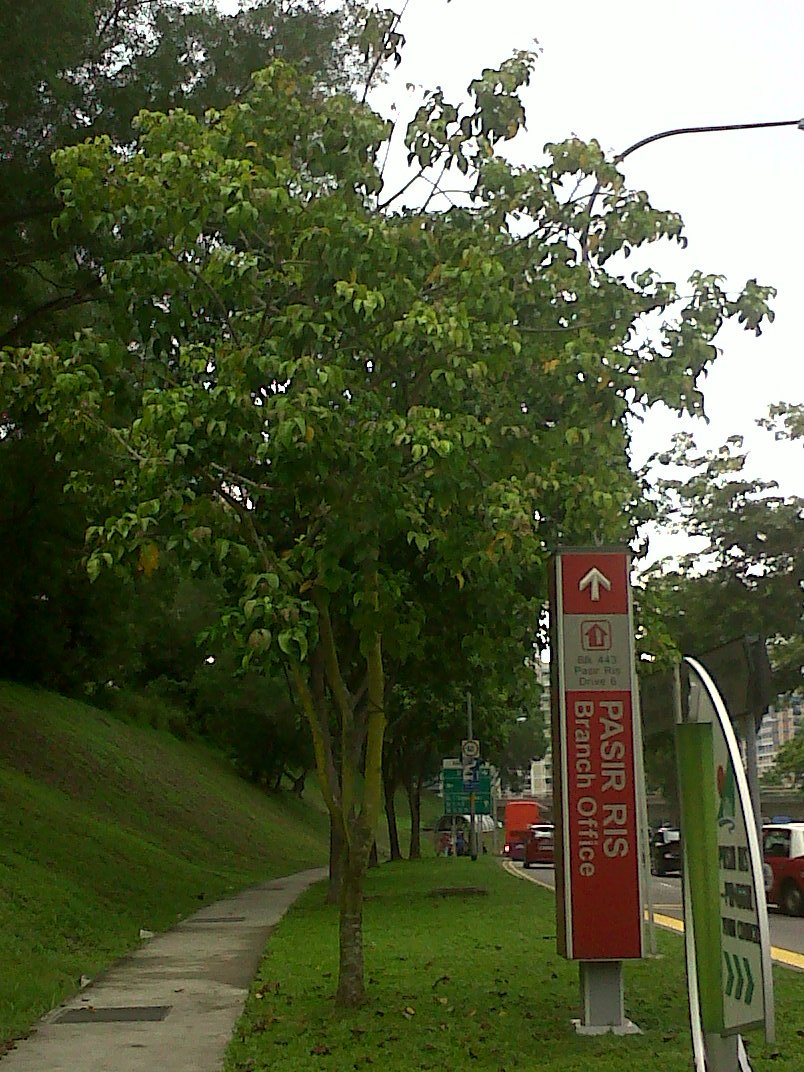 Notes and Anecdotes Fruits Native to Singapore (which you may not have