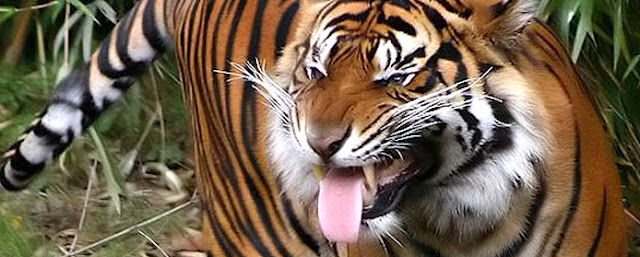 Hornytiger Hornytiger