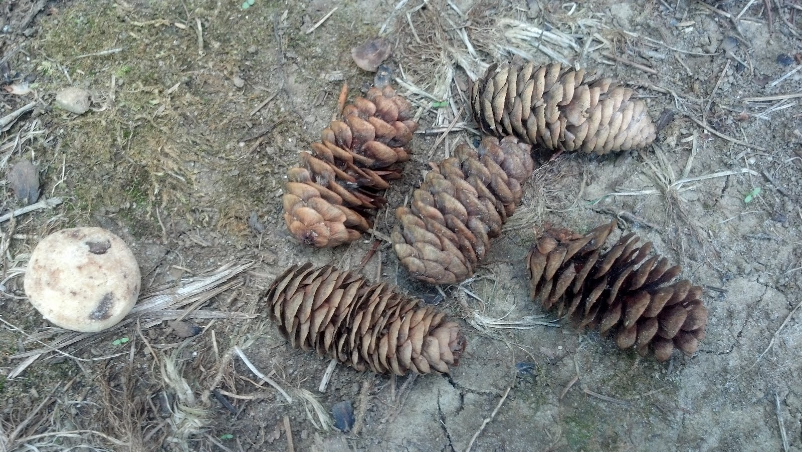 AP Biology Summer Scavenger Hunt Gymnosperm Cone