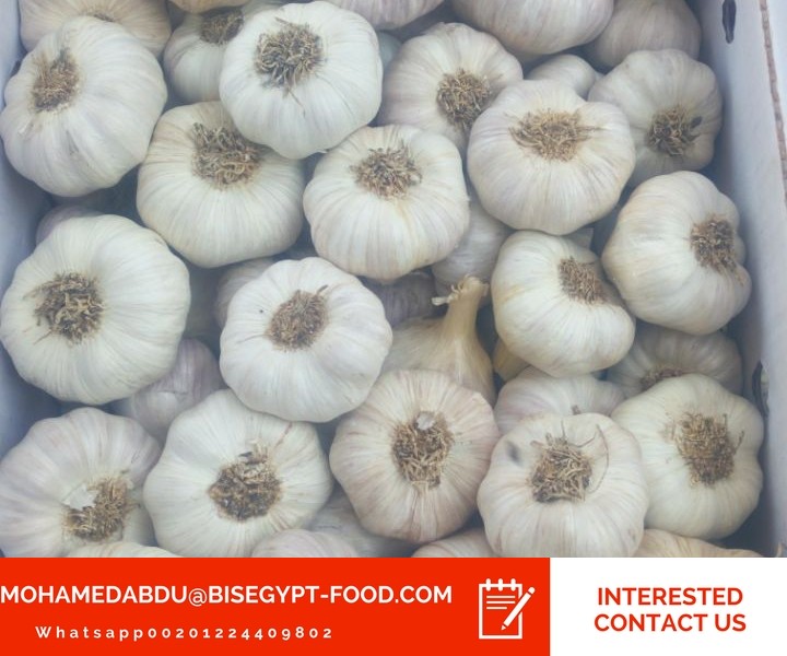 Faster garlic wholesale