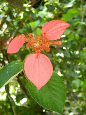 Mussaenda philippica at Diamond Botanical Gardens Soufriere St. Lucia by garden muses-not another Toronto gardening blog
