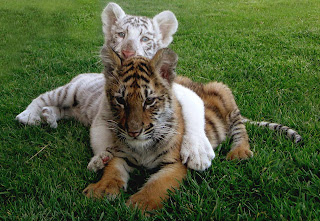 Blanco y rojo de tres meses.