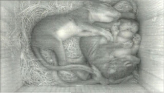 Baby Gray Squirrels in Nest Box