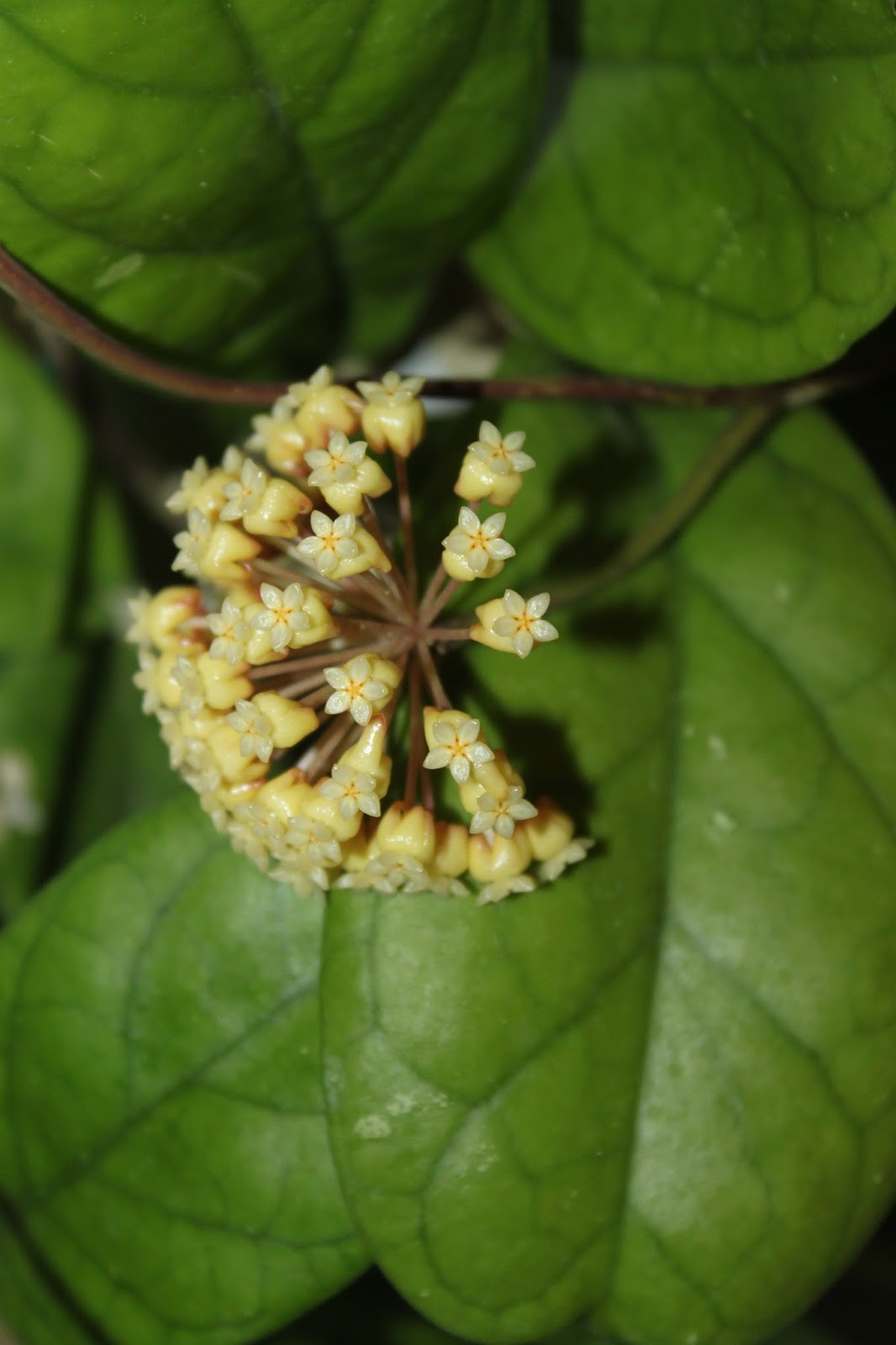 Hoyapassion Hoya 'Viola'
