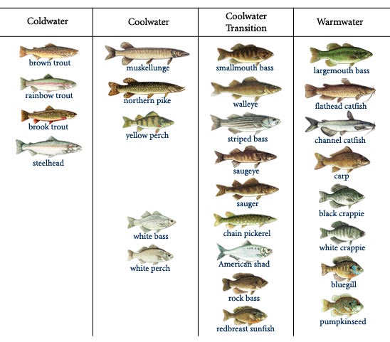 Падеж аквариумные рыбки. Стилхед рыба. Виды планирования рыбы. Аквариумные рыбки картинки для детей с названиями. Pike and Catfish.