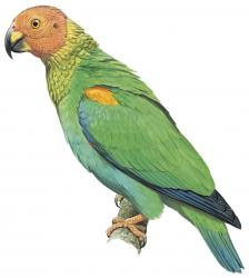 Bald parrot
