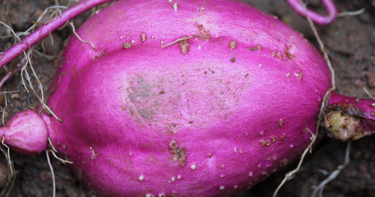 joe-s-garden-purple-skin-sweet-potato