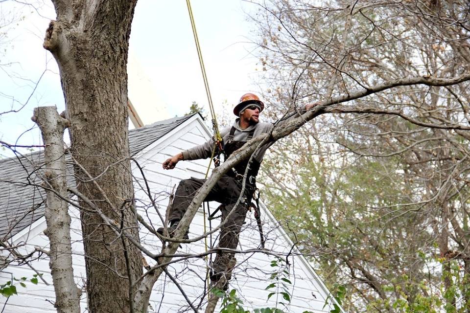 MEC&F Expert Engineers Tree limb kills 25yearold worker employed by