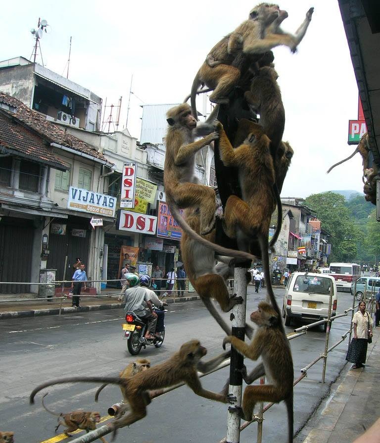 Survivre à la canicule: les conseils à suivre expliqués par des chats Funny Monkey's Photo, India | Funny Pictures Blog, Hindi Jokes, Funny