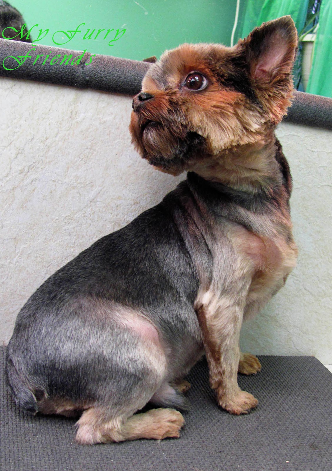 Pet Grooming: The Good, The Bad, & The Furry: What Would You Do? Poodle shave Pet Grooming: The Good, The Bad, & The Furry: What Would You Do? Poodle shave