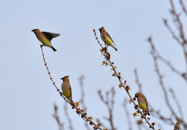 Cedar Waxwings in Texas