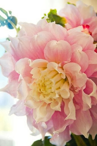 gorgeous pink dahlia