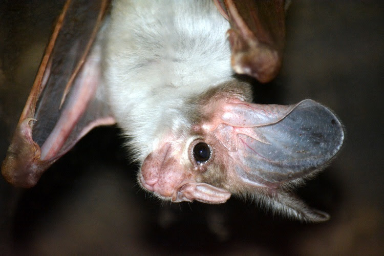 Microbats | Bat chat decoding ghost bat talk campaign