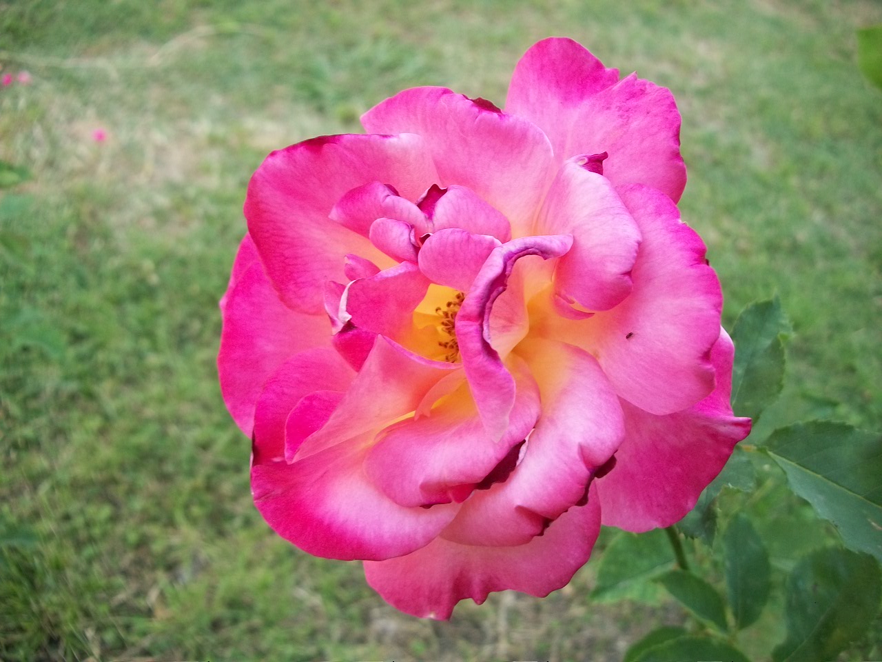 Un jardín en clima subtropical húmedo Roses in the sun...