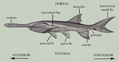 Bentuk Fisik Paddlefish