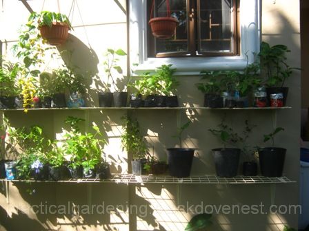 Practical Gardening: DIY Wall-Mounted Garden Nursery Racks
