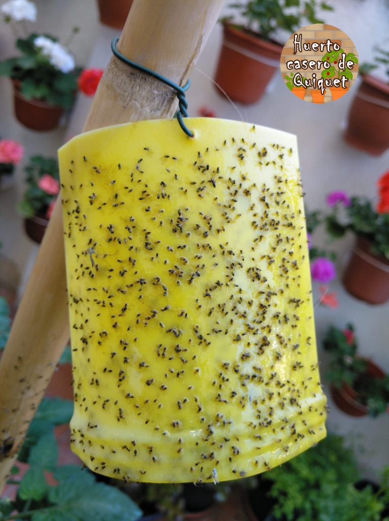 Huerto Casero de Quiquet Trampas cromáticas para insectos voladores Huerto Casero de Quiquet Trampas cromáticas para insectos voladores