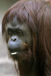 La Nacion - Sandra - Pedirán a la Justicia que permita la liberación de una orangutana http://www.lanacion.com.ar/1754835-pediran-a-la-justicia-que-permita-la-liberacion-de-una-orangutana