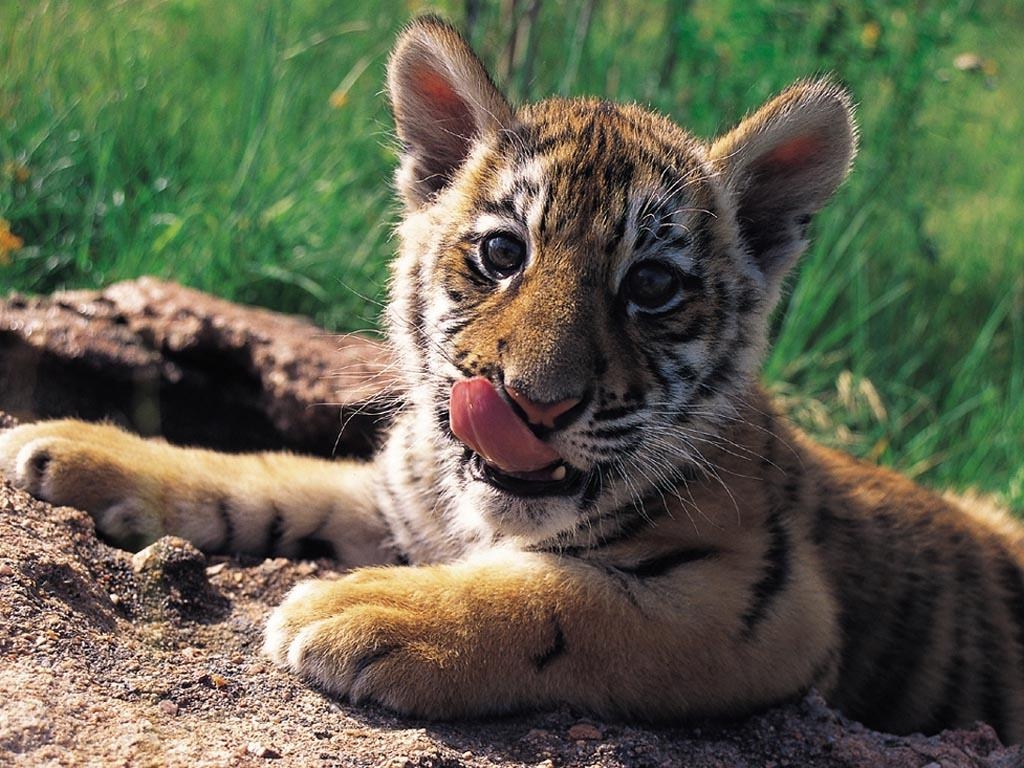 IMAGENES ANIMALES EN ALTA DEFINICION: IMAGEN CRIA DE TIGRE LAMIENDOSE