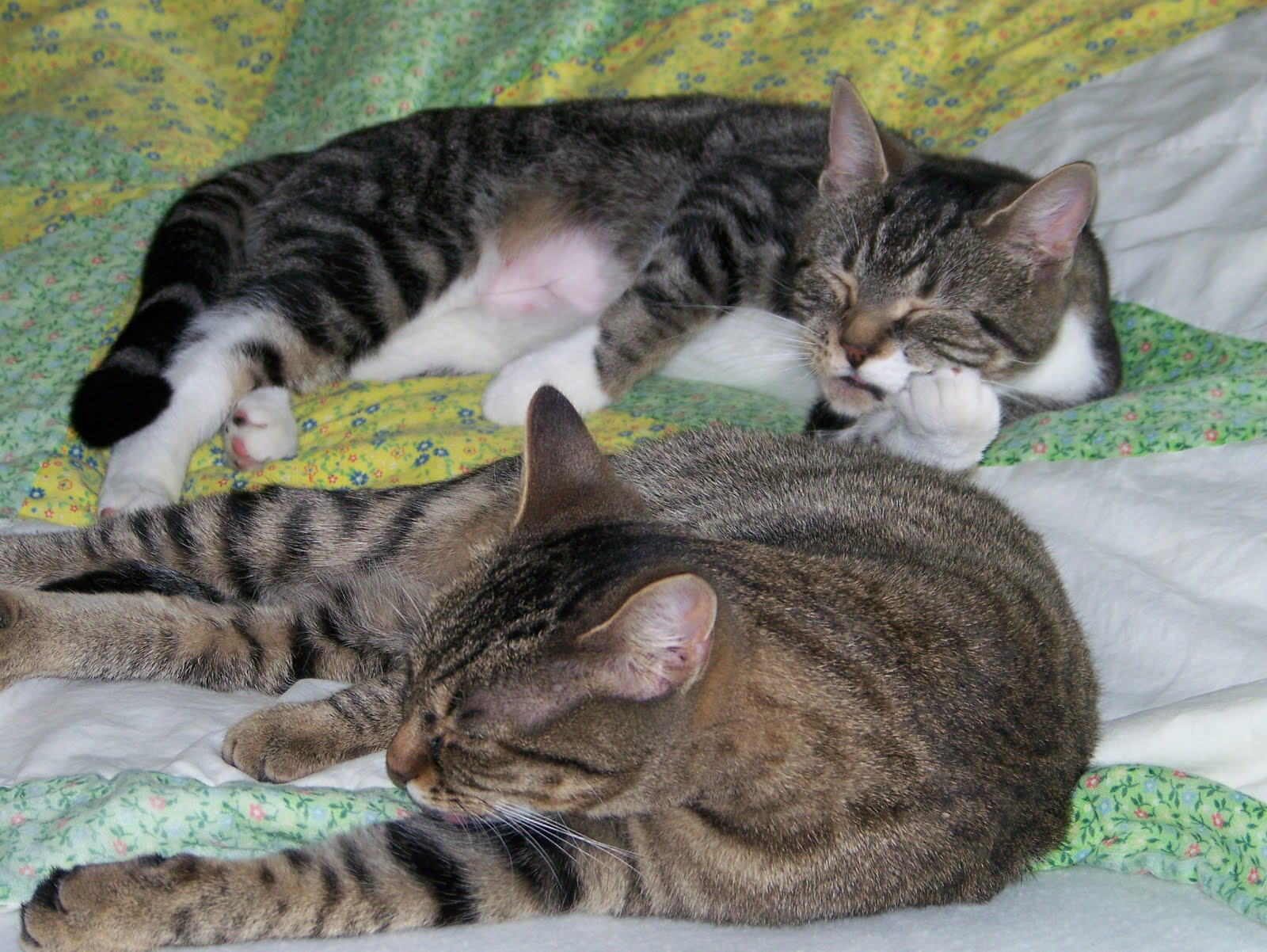 Bernice's Pictures My cats love sleeping on my bed as well as the