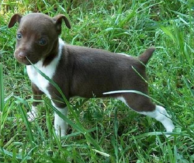 About Dog Rat Terrier Basics of Rat Terrier Training