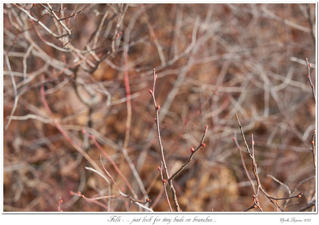 Fells: ... just look for tiny buds on branches...
