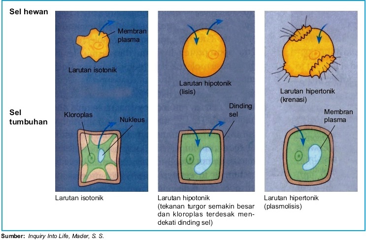 Gambar 3. Osmosis pada sel hewan dan sel tumbuhan
