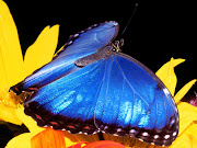 Blue Morpho Butterfly Wallpaper HD (blue morpho butterfly wallpaper hd desktop)