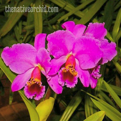 Cattleya percivaliana var marmoreada ´DarkNet´ Orchidee Orchideen 