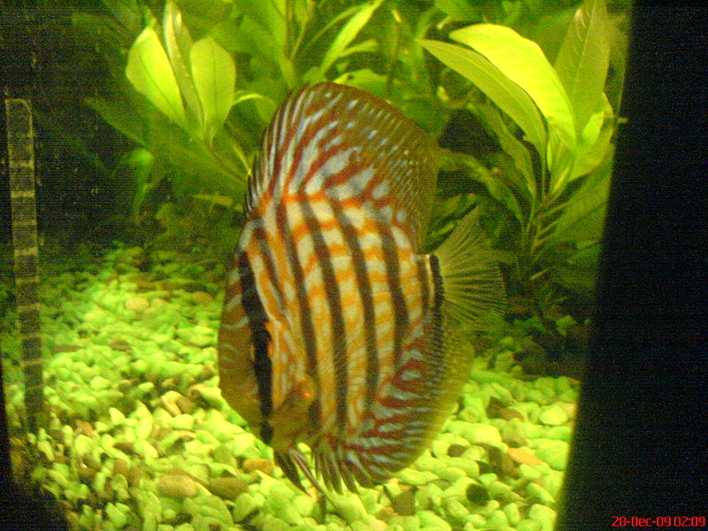 Fish Pictures: Common discus - Symphysodon discus